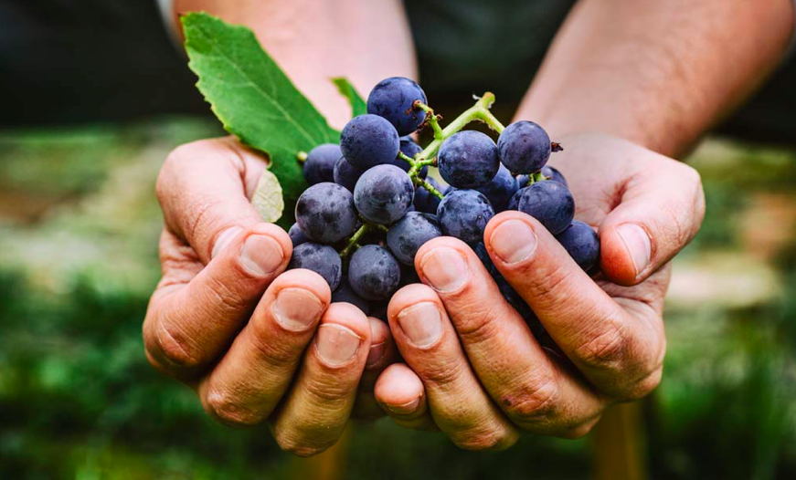 participer aux vendanges au Château Paradis