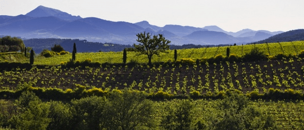 oenotourisme en vallée du rhône aop rasteau