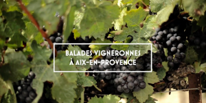 BALADES VIGNERONNES DES VINS DE PROVENCE @ LES CAVES COOP DU 13