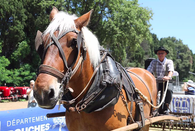 salon ferme agriculture provence juin