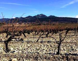 dégustation vins automne vacqueyras