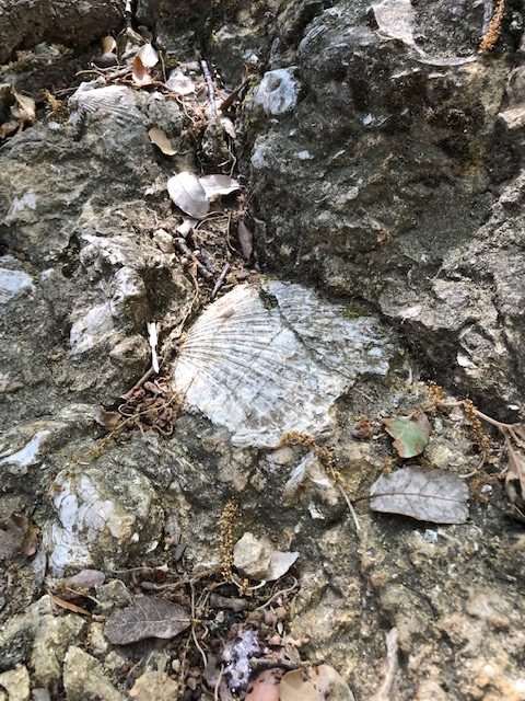 roadtrip vins luberon fossile geologique