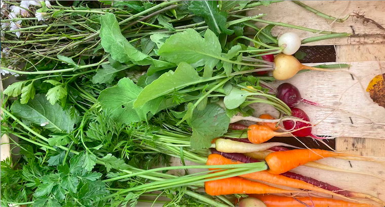 producteur legume chef provence