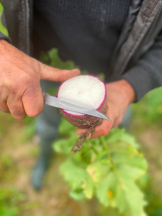 radis de producteur provence