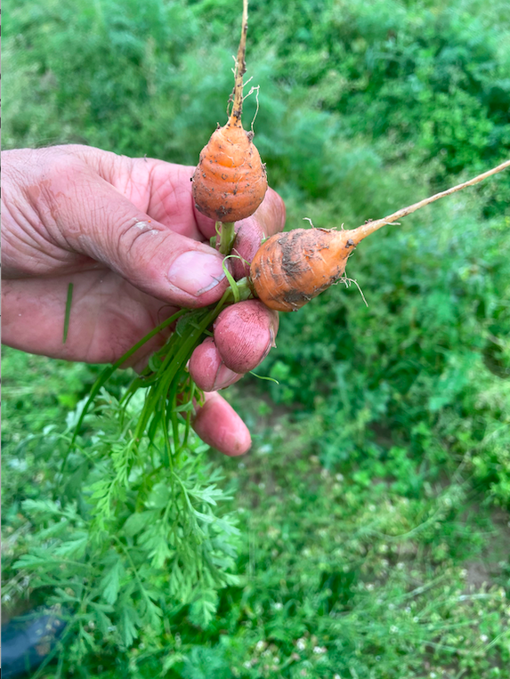 mini carotte producteur didier ferreint provence